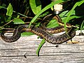Detalle de la piel de la serpiente