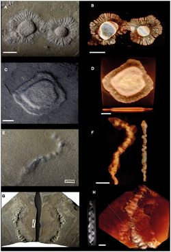 Fósiles microscópicos y estructuras atribuibles a la biota francevillense.