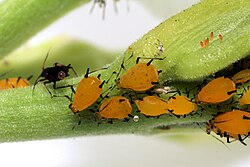Pulgones sobre una superficie vegetal