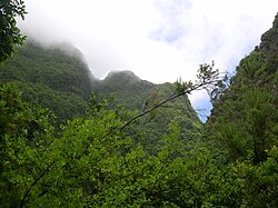 Laurisilva canaria en la isla de La Palma en España