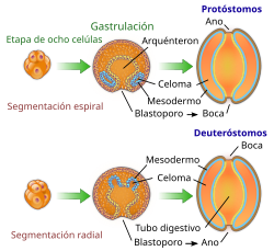 Desarrollo de la boca y el ano en protóstomos y deuteróstomos