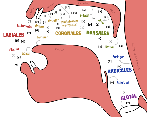 Diagrama de la boca con los puntos de articulación y consonantes habituales