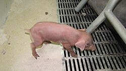 Un lechón recién nacido de cerdo ibérico con piel rosada