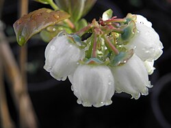 Detalle de las flores del arándano azul