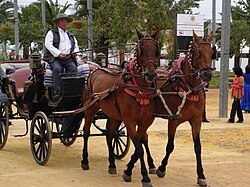 Coche de caballos en Córdoba