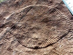 Dickinsonia costata, un organismo ediacárico icónico con apariencia acolchada.