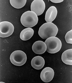 Glóbulos rojos bajo microscopio