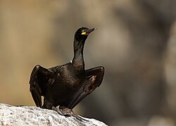 Cormorán moñudo posado en su hábitat rocoso