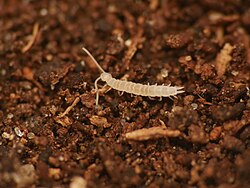 Especie de Scutigerella