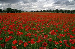 Campo de amapolas en flor