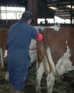Inseminación artificial de una vaca