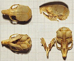 Cráneos de topillo rojo Myodes glareolus mostrando la estructura dental