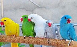Variación de colores en el perico Psittacula krameri, debida a mutaciones.