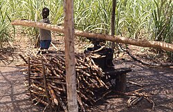 Joven liberiano cortando caña de azúcar