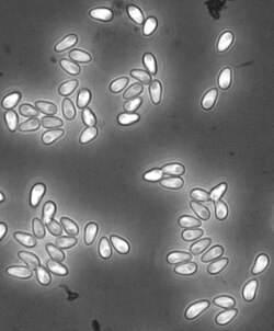 Esporas de Hamiltosporidium magnivora