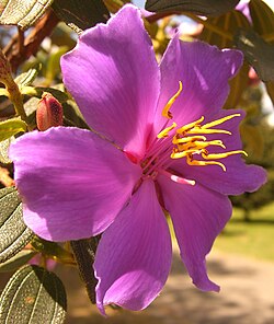 Flor detallada del sietecueros