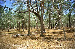 Bosque de sabana en Australia