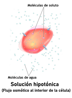 Un glóbulo rojo en una solución hipotónica