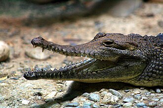 Un cocodrilo de agua dulce en el zoológico de Basilea en Suiza