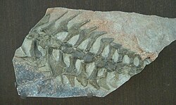 Vértebras y costillas de Thrinaxodon liorhinus