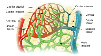 Esquema de capilares sanguíneos entre una arteriola y una vénula