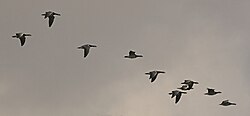 Bandada de gansos Branta leucopsis en vuelo durante la migración de otoño