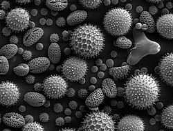 Granos de polen de varias especies bajo microscopio