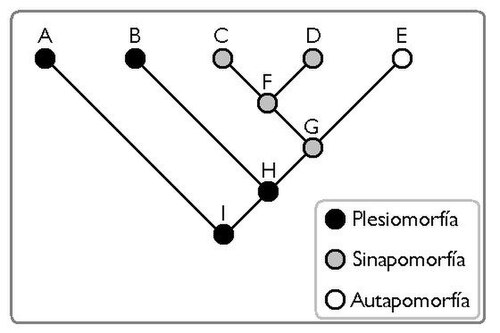 Cladograma que ilustra la diferencia entre plesiomorfia, simplesiomorfia, apomorfía, sinapomorfía y autapomorfía