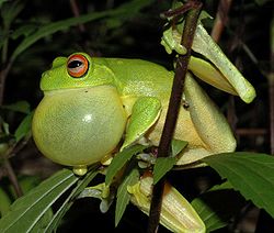 Litoria chloris llamando