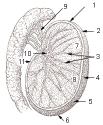 Estructura interna de un testículo humano