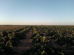 Plantación de vides cultivadas en cepas individuales.
