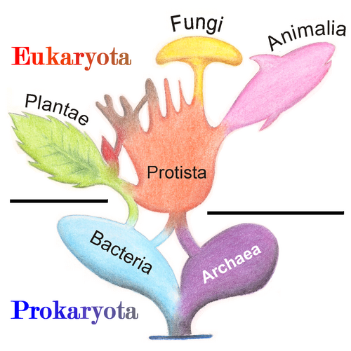 Evolución simbiogenética eucariota entre una arquea huésped y una bacteria endosimbionte.