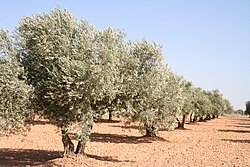 Campo de olivos bajo luz natural