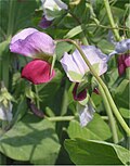 Flores de Pisum sativum