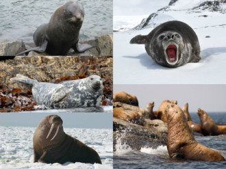 Diversidad de pinnípedos que incluye al elefante marino del sur, lobo marino de Nueva Zelanda, foca gris, leones marinos de Steller y morsa.
