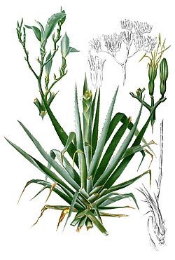 Planta de agave en su entorno natural