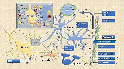 Elementos de la sinapsis