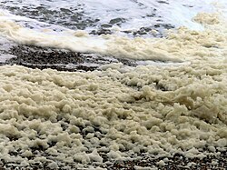 Acumulación de espuma marina por floración de Phaeocystis