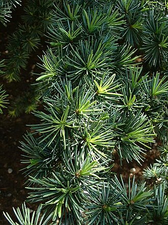 Rama de conífera con agujas y detalles botánicos