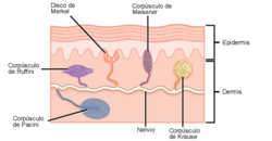 Esquema de corpúsculos sensoriales