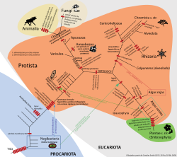 Árbol filogenético dividido en dos imperios y cinco reinos