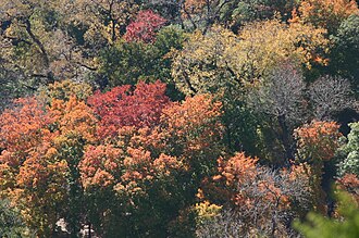Árboles caducifolios en un bosque de clima continental