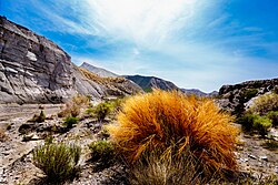 Matorrales adaptados al clima árido