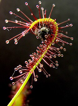 Drosera con trampa de pelos pegajosos