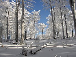Bosque caducifolio checo durante el invierno