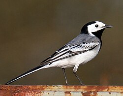 Fotografía de una Motacilla alba posada sobre una superficie