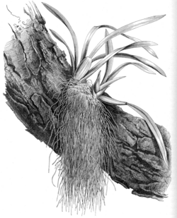 Crecimiento típico de una orquídea epífita sobre el tronco de un árbol.