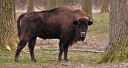 Bison bonasus mostrando su cuerpo alargado